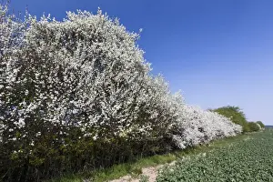 Blossom Prints: Picture No. 10884436