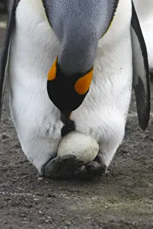 Incubating Prints: Picture No. 10884542