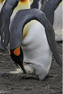 Incubating Prints: Picture No. 10884601