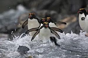 Chrysolophus Prints: Picture No. 10884628