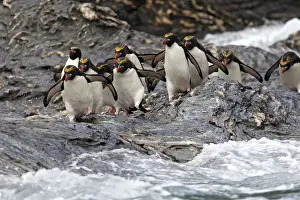 Chrysolophus Prints: Picture No. 10884630