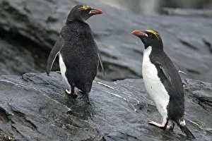 Chrysolophus Prints: Picture No. 10884633