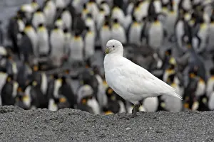 Sheathbill Prints: Picture No. 10884679