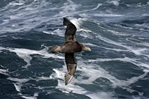 Giganteus Prints: Picture No. 10884697