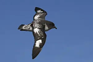 Petrel Prints: Picture No. 10884705