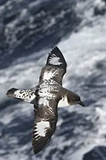 Petrel Prints: Picture No. 10884708
