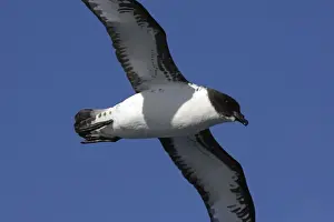 Petrel Prints: Picture No. 10884710