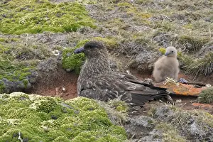 Skua Prints: Picture No. 10884731