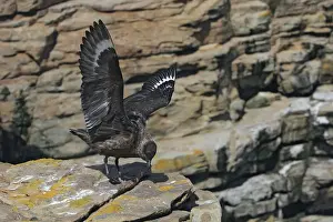 Skua Prints: Picture No. 10884732