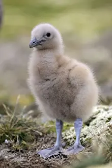 Skua Prints: Picture No. 10884733