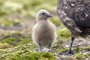 Skua Prints: Picture No. 10884734