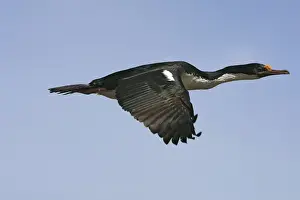 Shag Prints: Picture No. 10884771