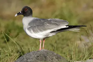 Larus Prints: Picture No. 10884889