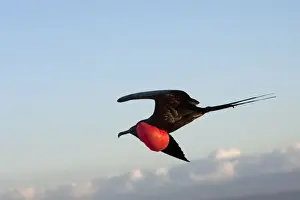Frigatebird Prints: Picture No. 10884895