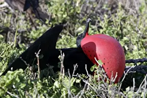 Frigatebird Prints: Picture No. 10884899