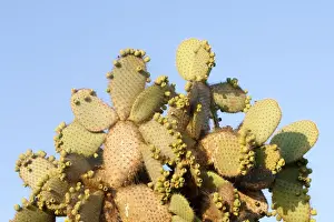 Opuntia Prints: Picture No. 10884929