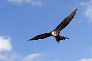Frigatebird Prints: Picture No. 10884939