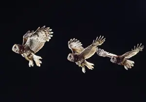 Strix Prints: Picture No. 10884967