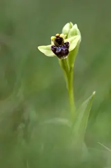 Ophrys Prints: Picture No. 10884970