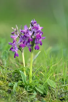 Dactylorhiza Prints: Picture No. 10884972