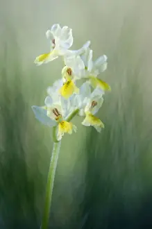 Pauciflora Prints: Picture No. 10884980