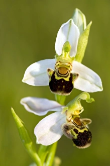 Images Dated 22nd May 2010: Picture No. 10884992