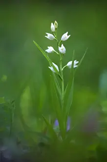 Cephalanthera Prints: Picture No. 10885010