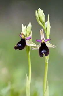 Ophrys Prints: Picture No. 10885013