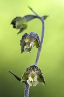 Epipactis Prints: Picture No. 10885028
