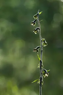 Epipactis Prints: Picture No. 10885030