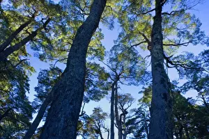 Villarrica Prints: Picture No. 10885053