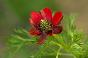 Images Dated 20th May 2011: Picture No. 10885099
