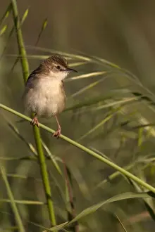 Cisticola Prints: Picture No. 10885117