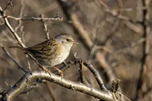 Dunnock Prints: Picture No. 10885127