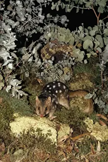 Dasyurus Prints: Picture No. 10885149