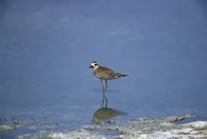 Plovers Prints: Picture No. 10885151