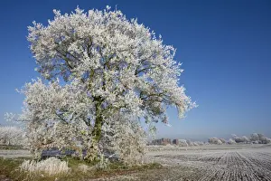 Hoarfrost Prints: Picture No. 10885153
