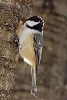 Chickadee Prints: Picture No. 10885158