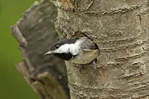 Chickadee Prints: Picture No. 10885159