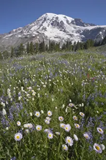 Rainier Prints: Picture No. 10885184