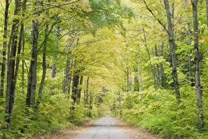Lane Prints: Picture No. 10885241