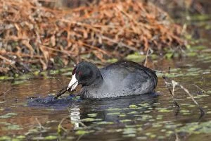 Coot Collection: Picture No. 10885257
