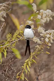 Flycatcher Prints: Picture No. 10885303
