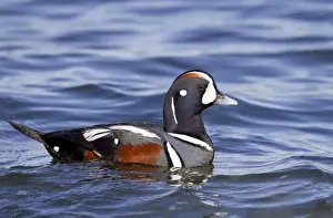 Harlequin Prints: Picture No. 10885309