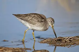 Dowitcher Prints: Picture No. 10885315