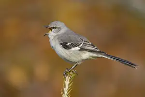 Mockingbird Prints: Picture No. 10885326