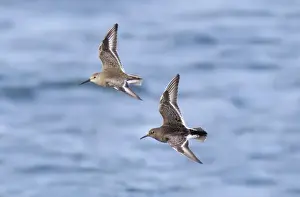 Sandpiper Prints: Picture No. 10885343