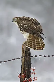 Buteo Prints: Picture No. 10885352