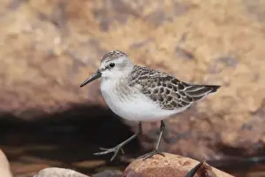 Sandpiper Prints: Picture No. 10885370