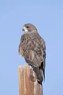 Buteo Prints: Picture No. 10885374